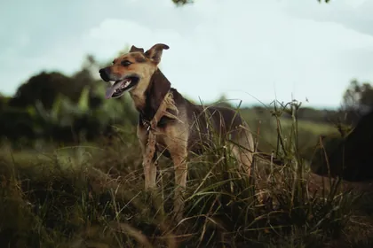 Perro mestizo atento entre el pasto alto