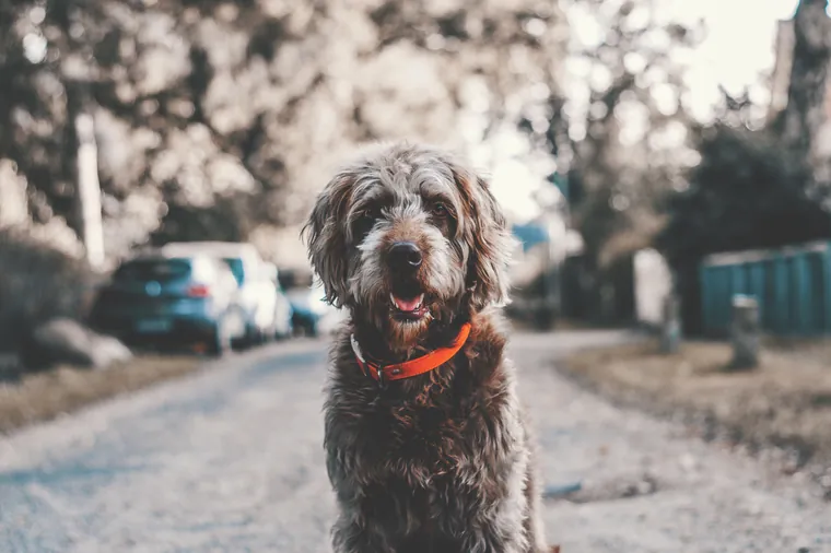 Perro de pelo largo parado en un camino
