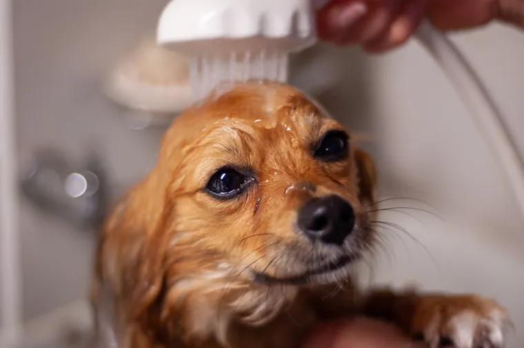 Perro pequeño recibiendo un baño con cuidado