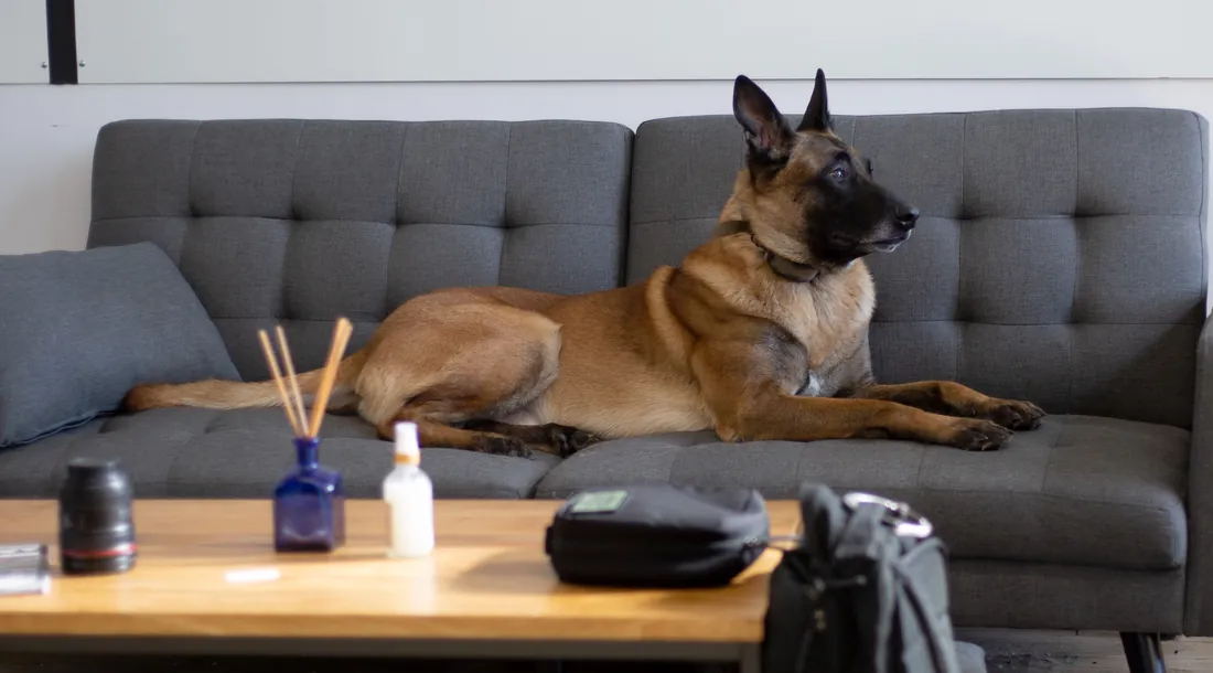 Perro pastor descansando en el sillón de su casa