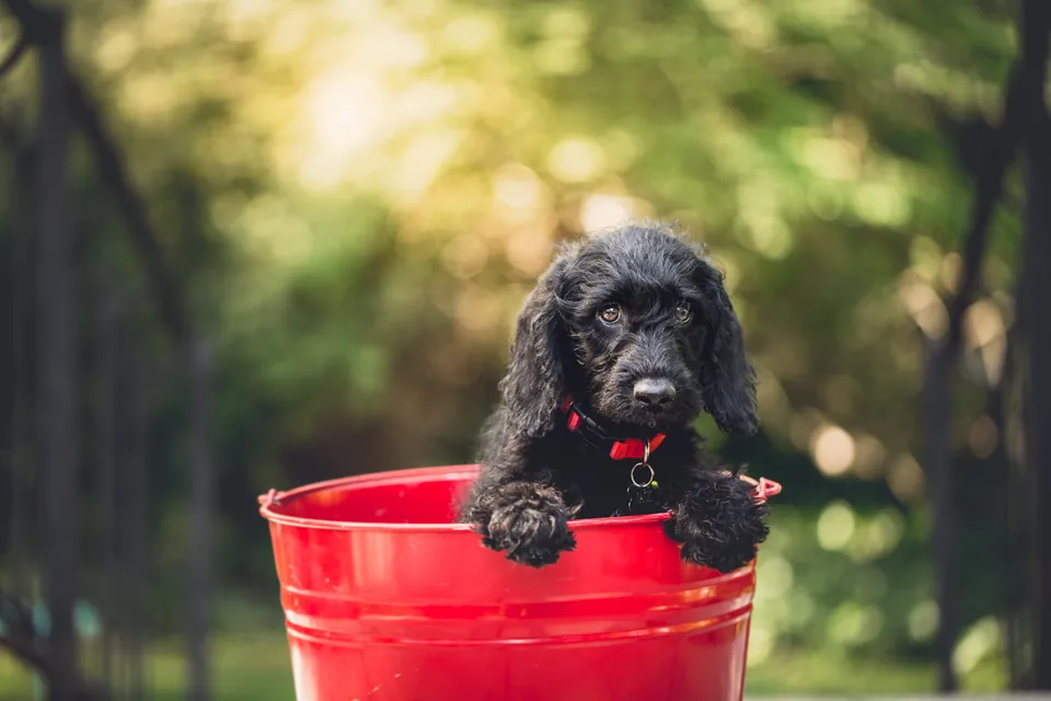 Luna, cachorra negra asomada desde una cubeta roja