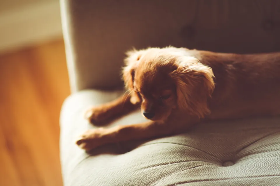 Pimienta, cachorra café acostada en un sillón