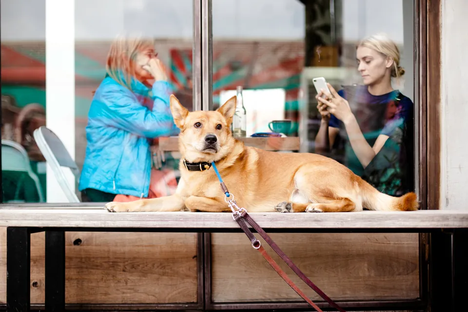 Perro descansando en la terraza de una cafetería