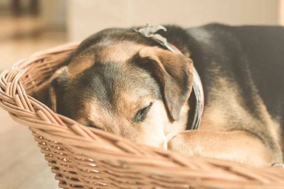 Perro dormido dentro de una canasta con cobija