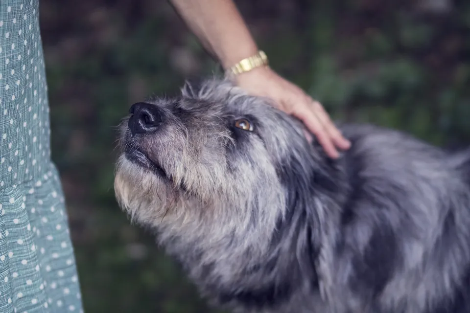 Mano acariciando a un perro de pelo gris