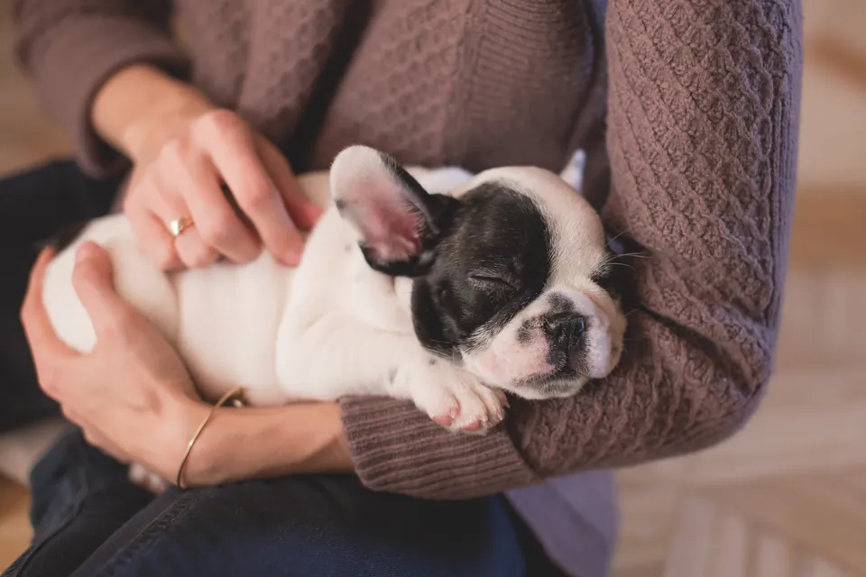 Cachorro dormido en brazos de una persona con suéter tejido