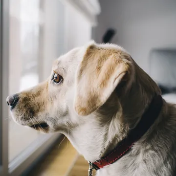 Perro asomado a la ventana de una casa